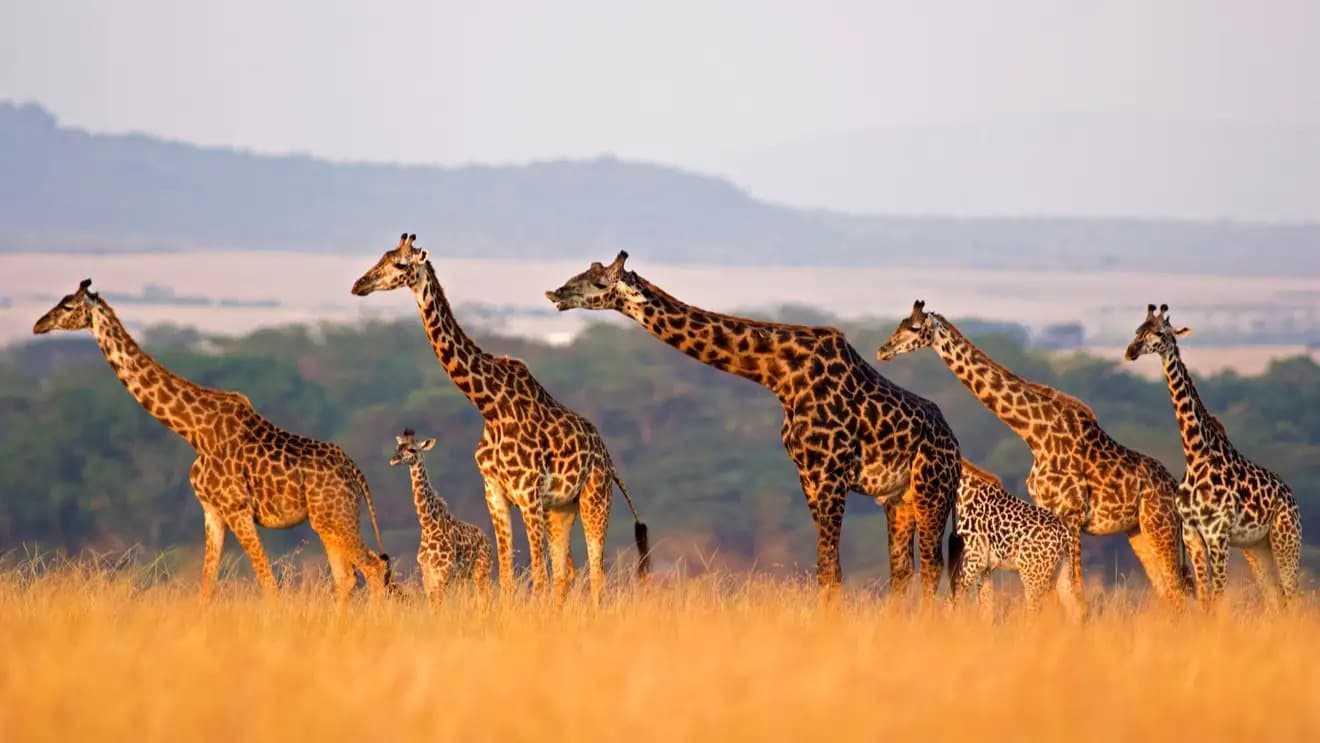 Paysage de Kenya